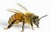 Bee.jpg