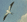 collection_bird2.gif