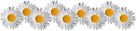 daisy.jpg