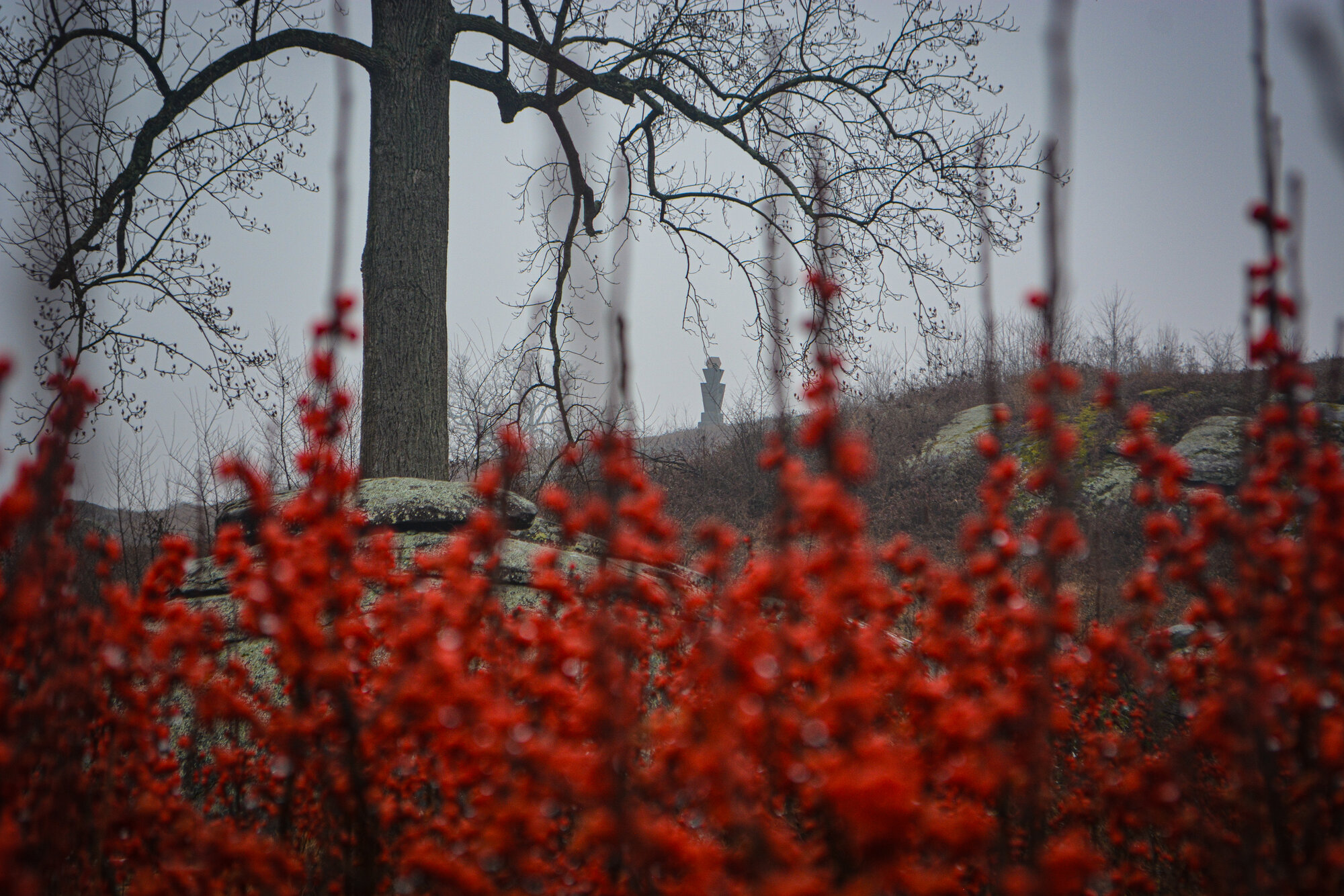 DSC_0133.jpg