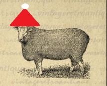 ewe.JPG