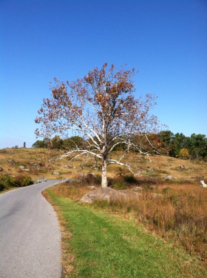 fall.jpg