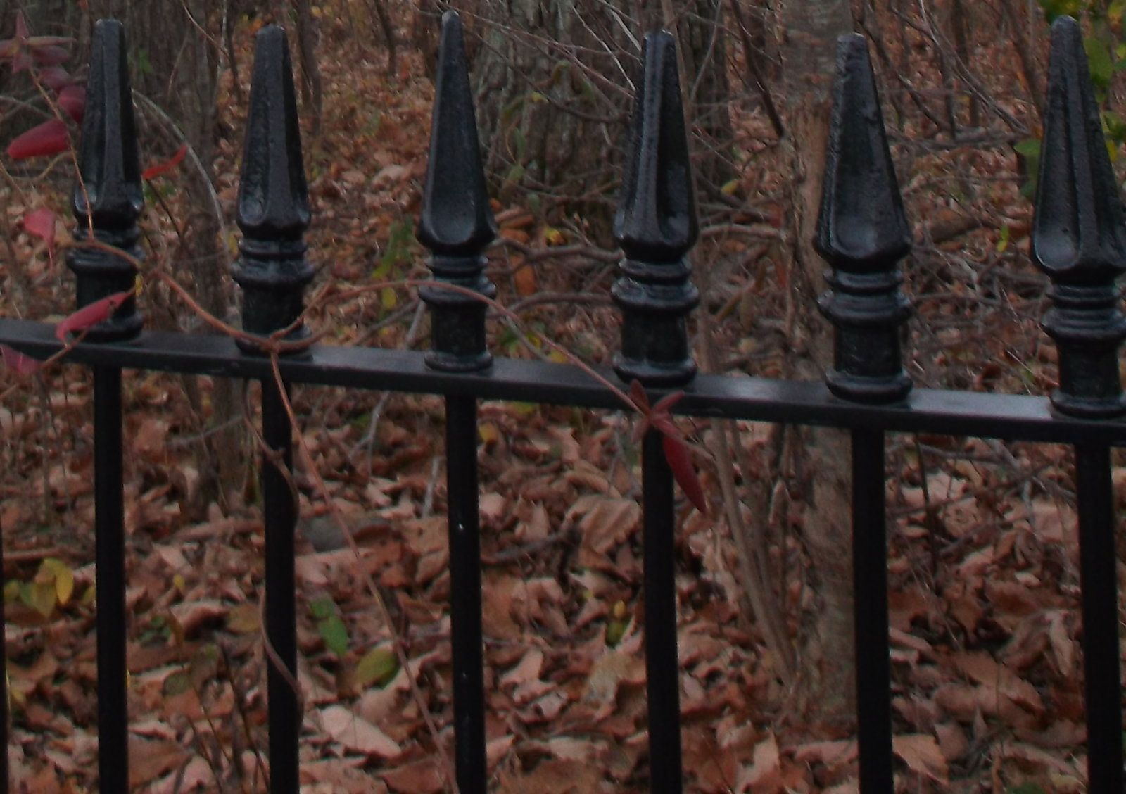 Fence.jpg