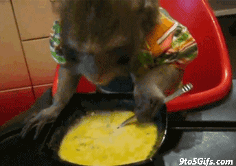 giphy.gif