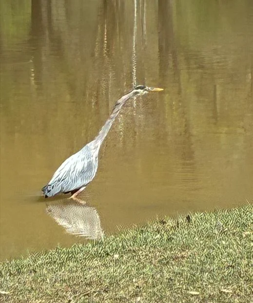 Great Heron.webp