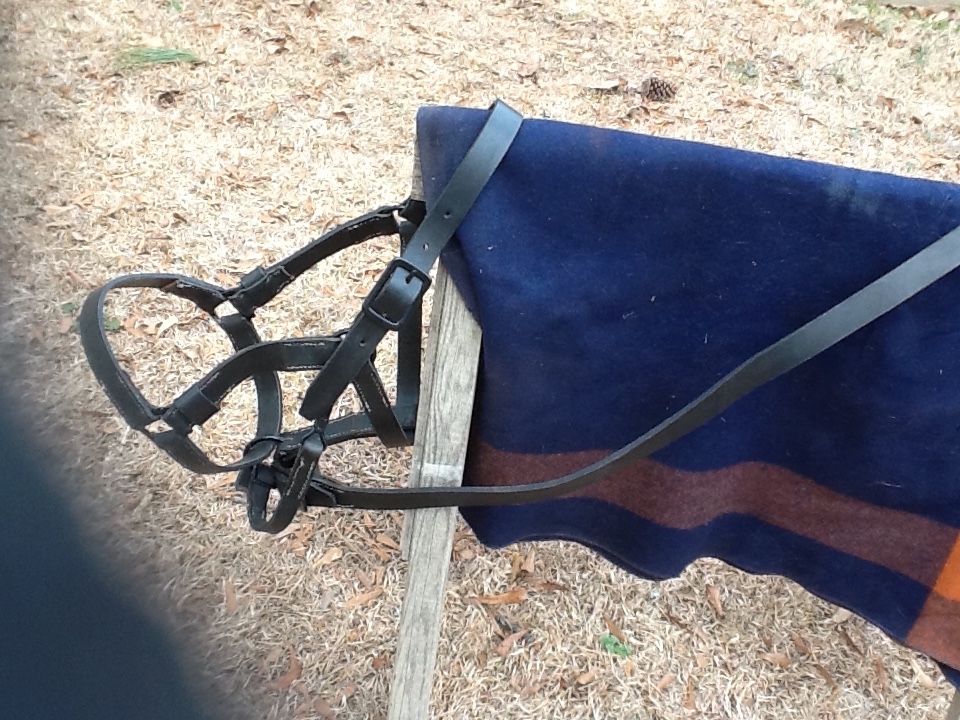 Halter1.JPG
