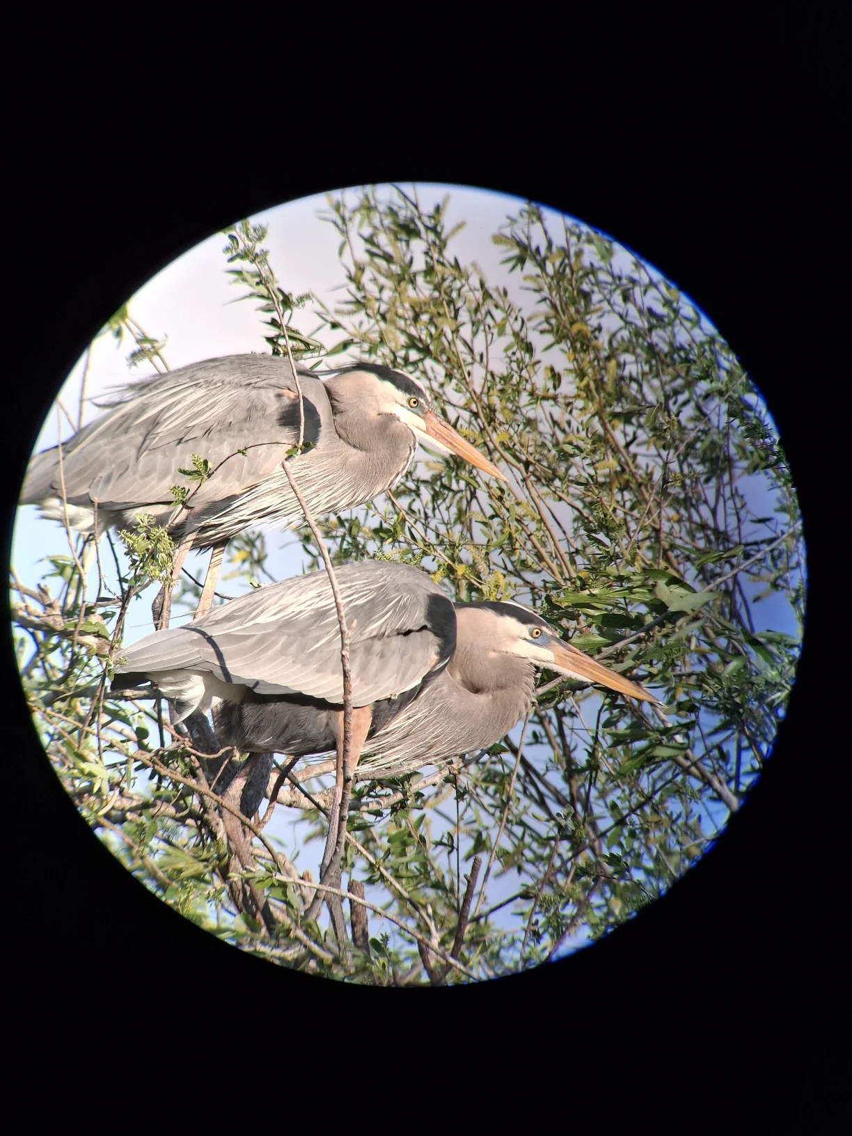 herons.webp