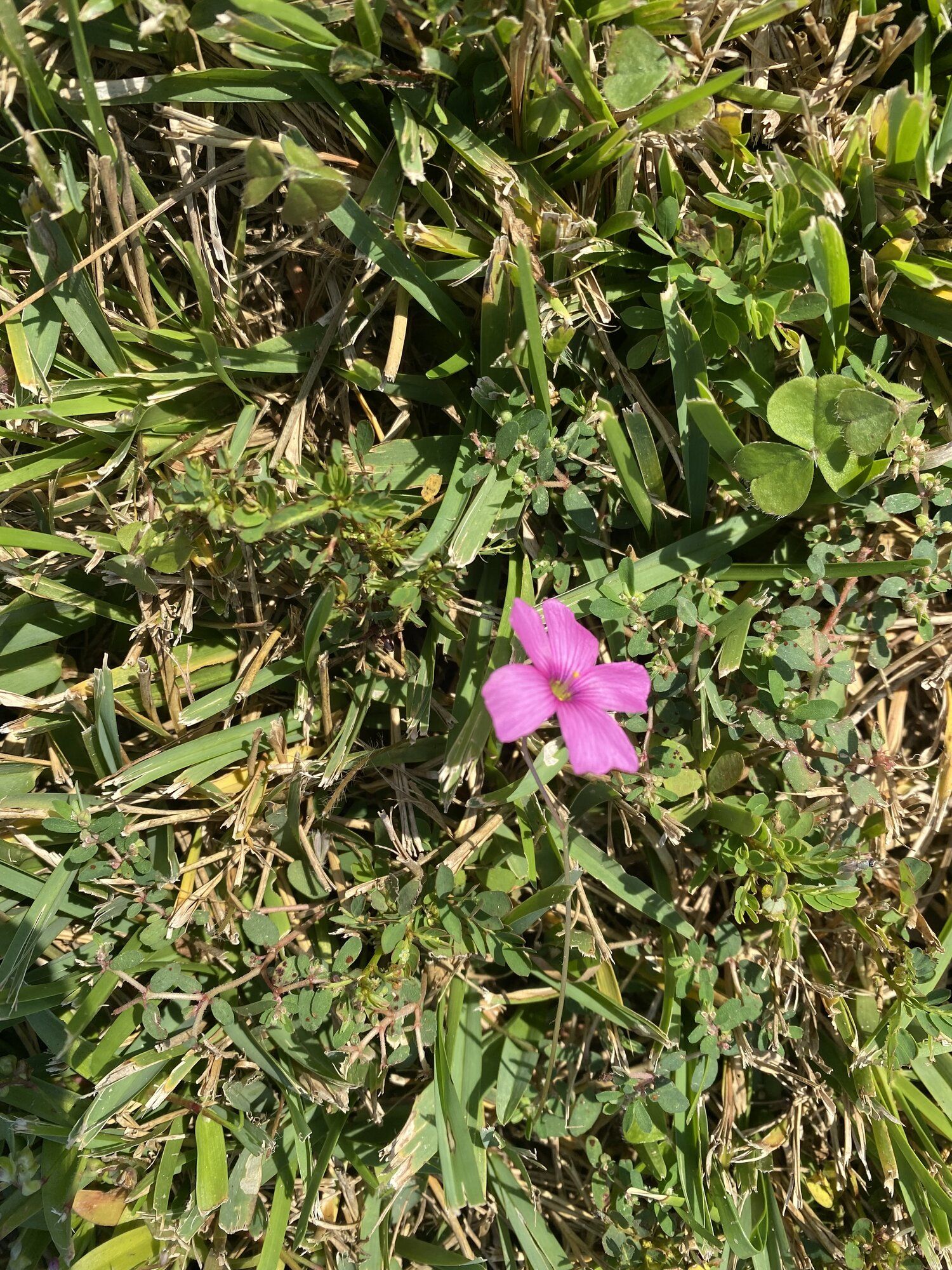 IMG_5086.jpeg