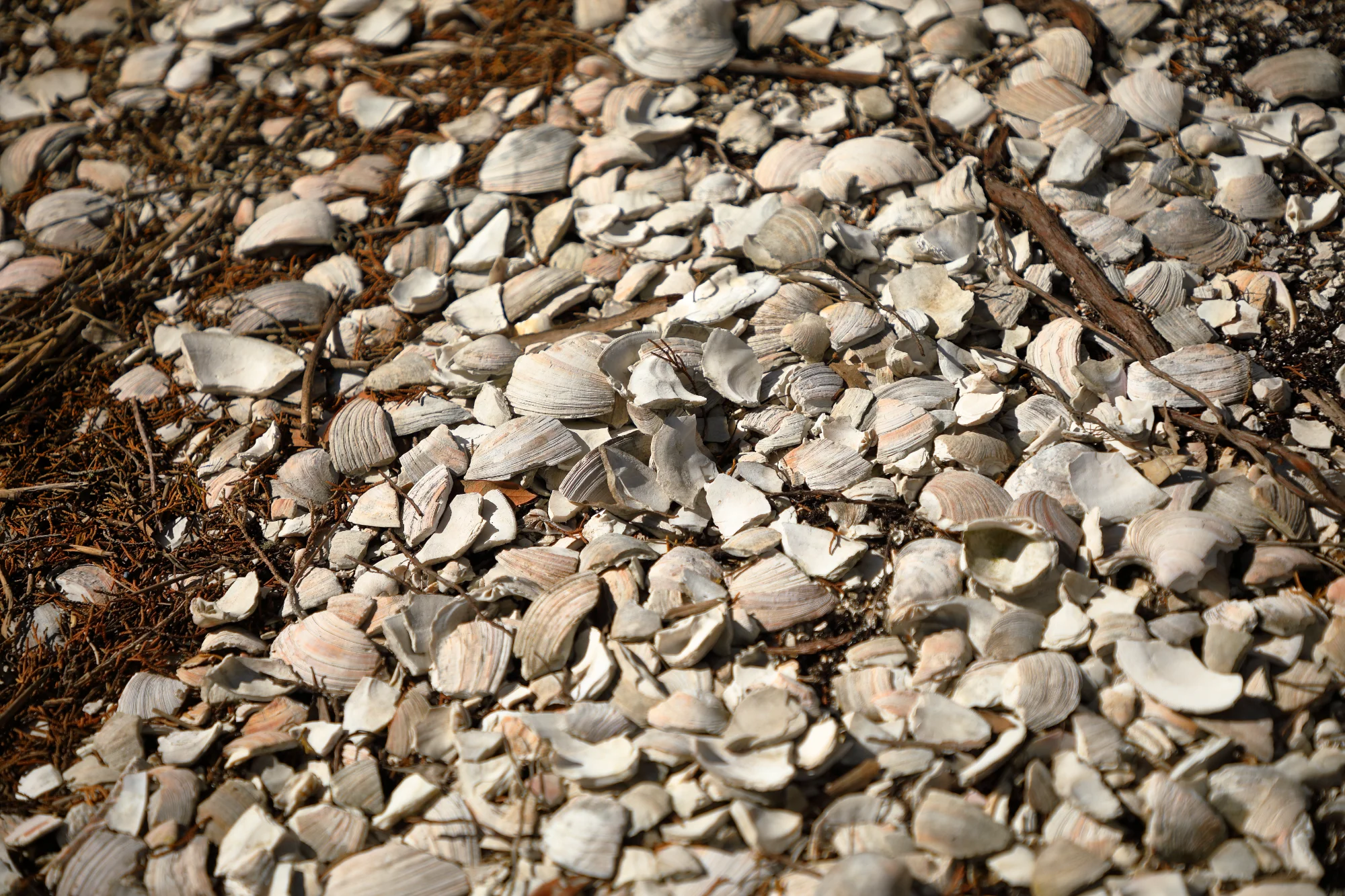 IMG_8464.webp