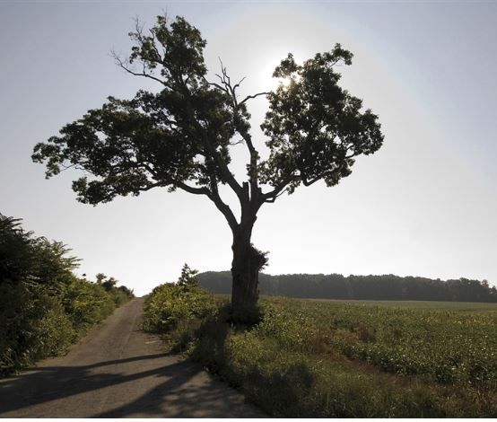 jackson prayer tree'.JPG