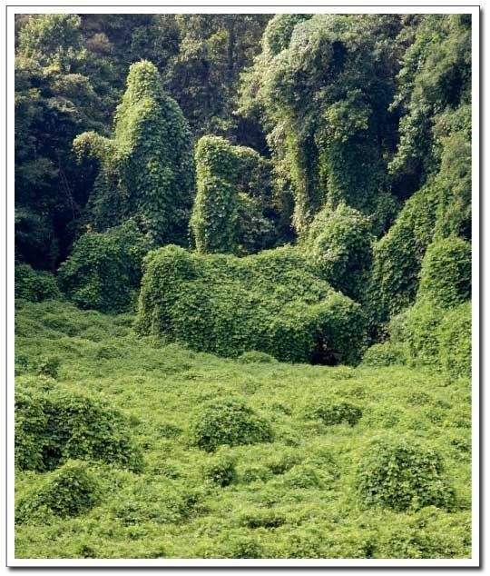 large_kudzu.jpeg