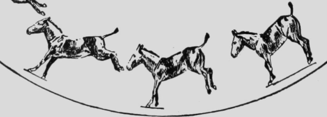 mule.gif