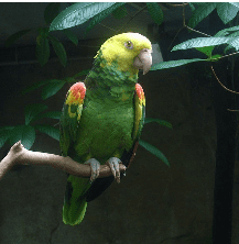 parrot.png