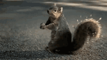 tenor.gif