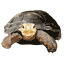 tortoise.gif